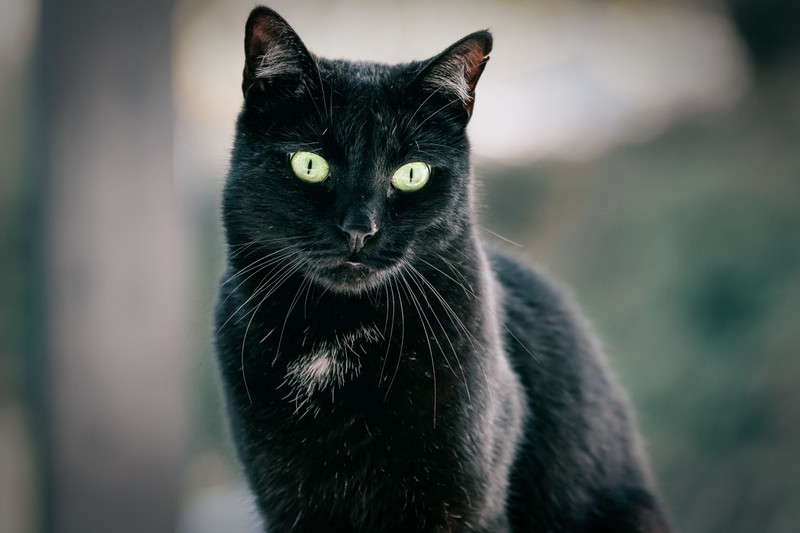 Schwarze Katzen sind natürlich keine Unglücksboten, sondern liebenswürdige Geschöpfe