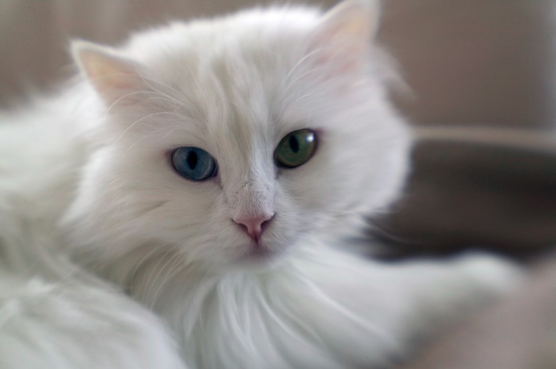 Weiße Katzen brauchen zwar etwas mehr Zuneigung, sind aber auch häufig wesentlich entspannter als ihre andersfarbigen Artgenossen