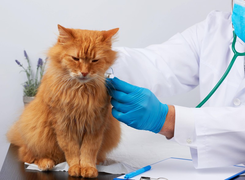 Abgesehen von einem regelmäßigem Tierarztbesuch kannst du noch andere Dinge tun, um die Erkältung zu verhindern.