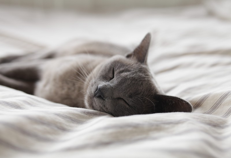 Wenn Katzen erkältet sind, schlafen sie viel.