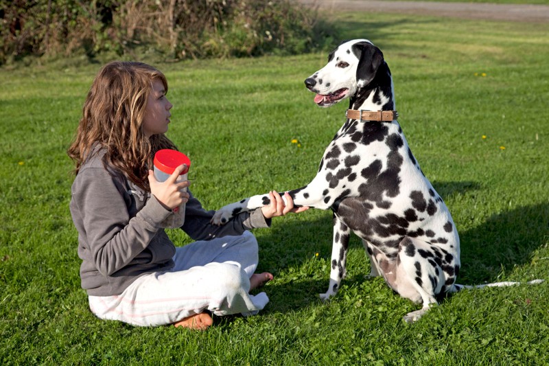Hunde lernen gerne neue Hundetricks, um sich geistig zu fordern.