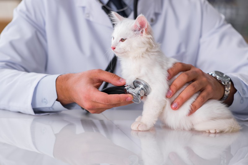 Die Katze ist beim Tierarzt. Das sollte man in jedem Fall machen, wenn die Katze verschiedene Symptome aufweist
