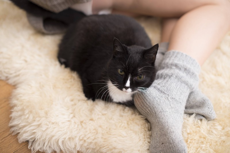 Katzen empfinden auch Zuneigung für den Katzenbesitzer, wenn sie mit seinen Füßen schmusen