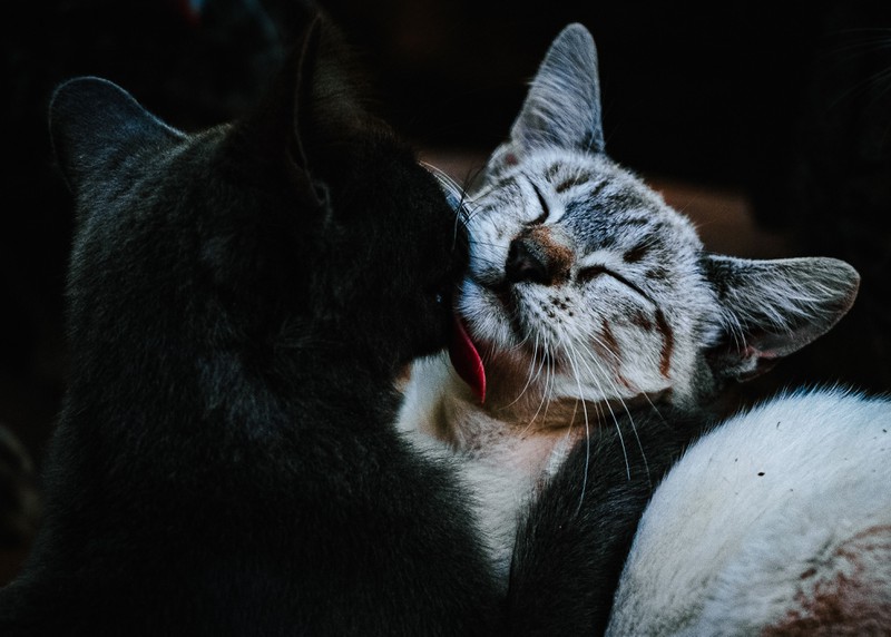 Katzen lecken den Menschen auch ab, weil sie ihn pflegen möchten