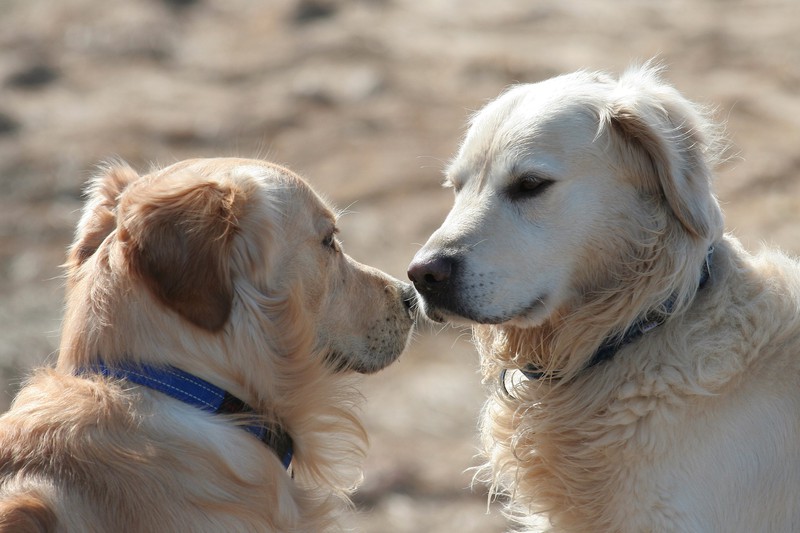 Oft ist Zwinkern auch der Weg, mit anderen Hunden zu kommunizieren.