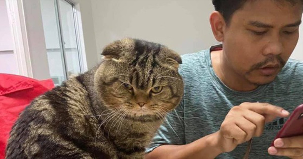 Eifersucht pur: Bilder der anhänglichen Katze gehen viral