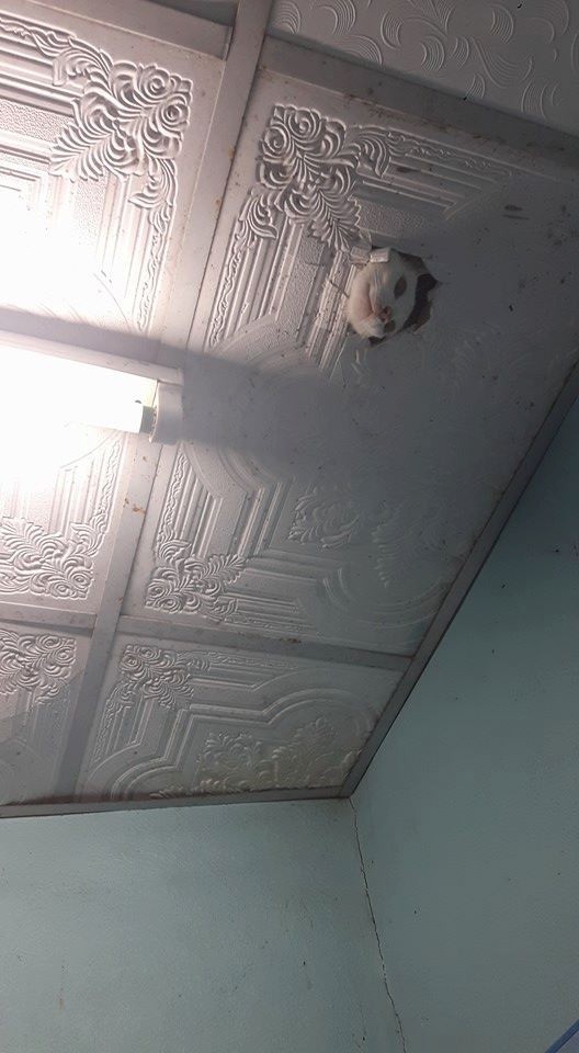 Die Katze schaut Leuten durch ein Loch in der Decke zu.