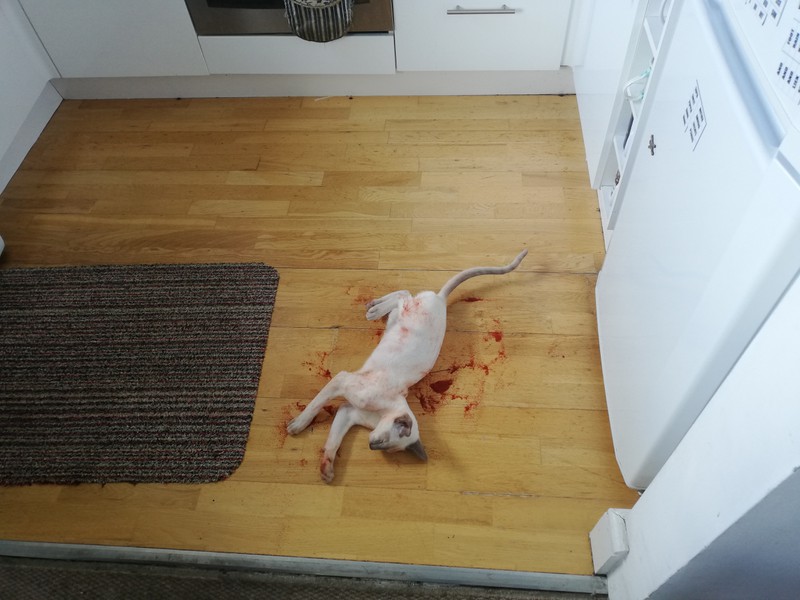 Die Katze sieht aus , als wäre sie tot.