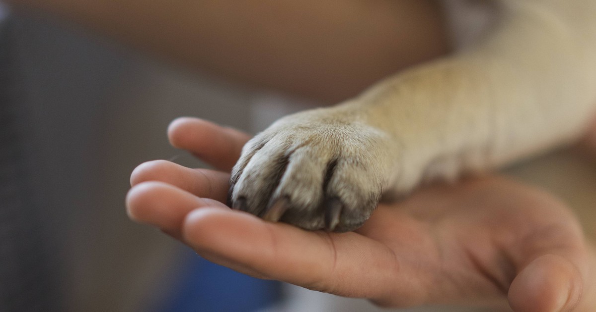 Körpersprache: Das bedeutet es, wenn dein Hund die Pfote auf dich legt