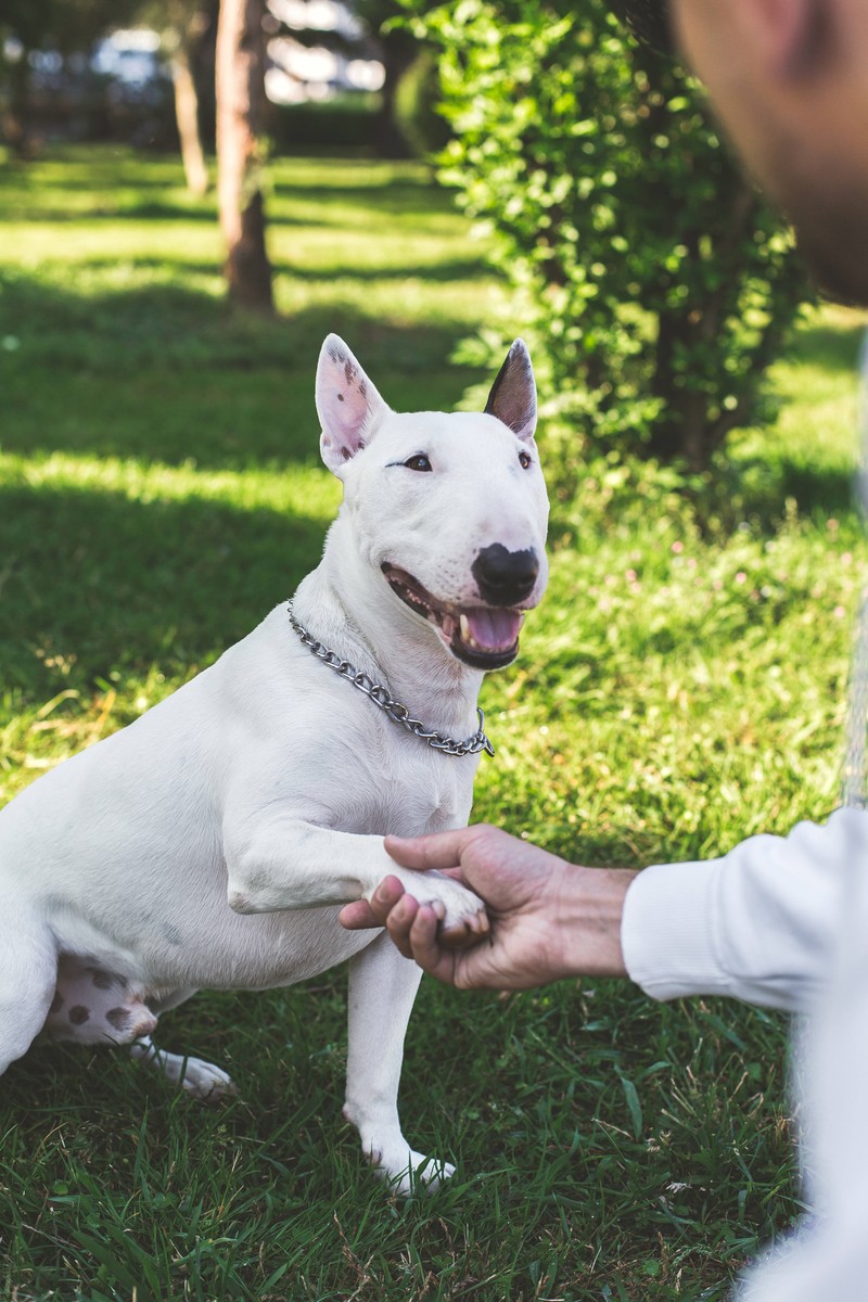 Die Geste, wenn dein Hund seine Pfote auf dich legt, kann viele Bedeutungen haben