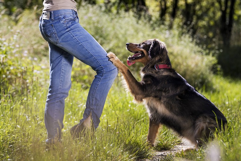 Ein Hund legt die Pfote auf seinem Frauchen ab