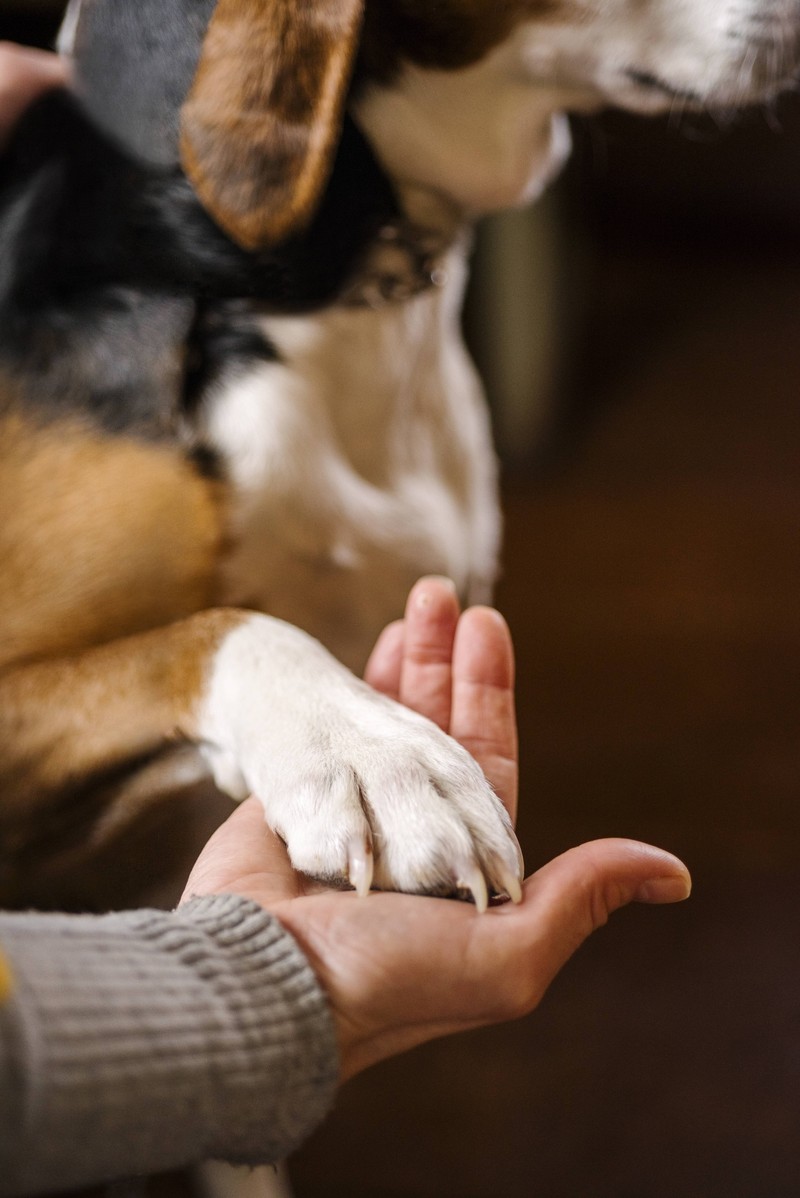 Training hilft Mensch und Hund einander besser zu verstehen.
