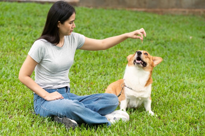 Training hilft Mensch und Hund einander besser zu verstehen.