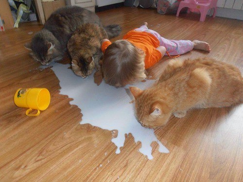Das Kind teilt seine Milch mit den Katzen