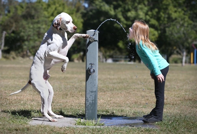 Der Hund hilft dem Mädchen beim Trinken