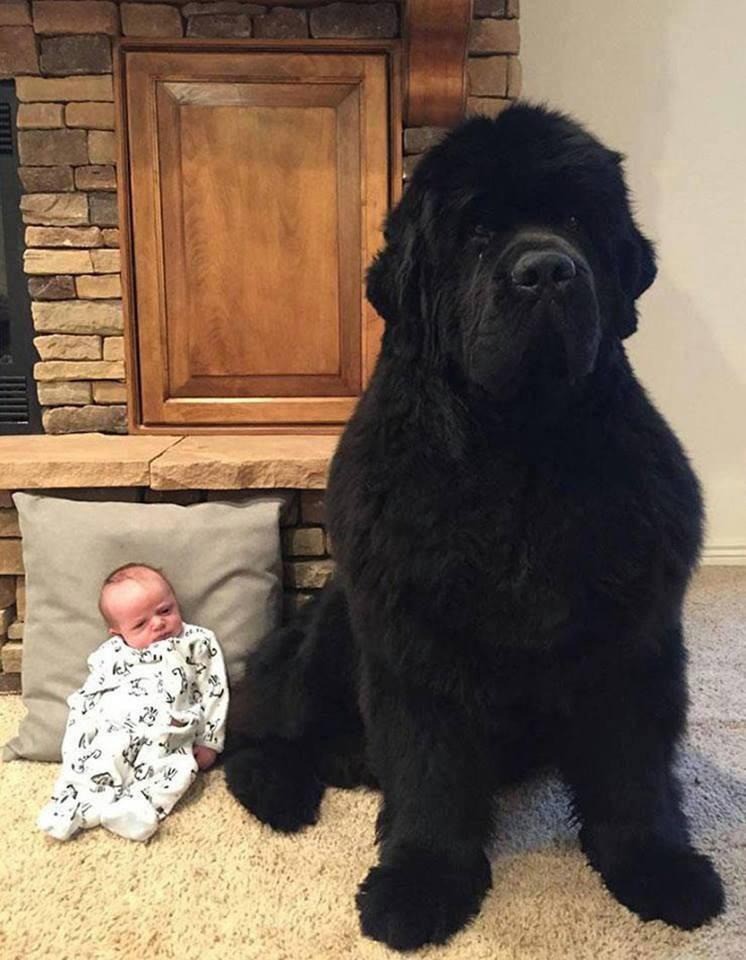 Ein Hund bewacht ein Baby