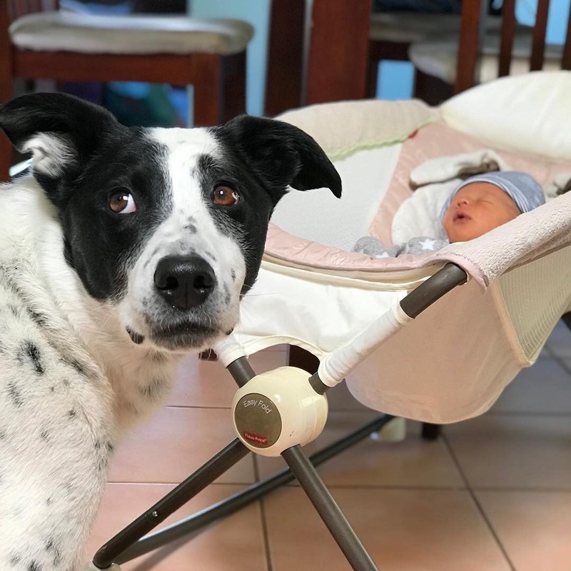Ein Hund steht vor einem Baby in einer Babyschaukel