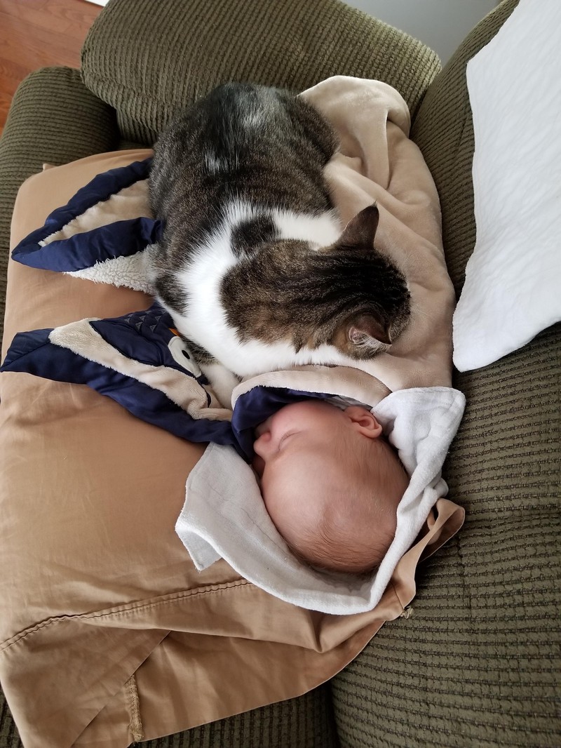Eine Katze kuschelt sich an ein Baby