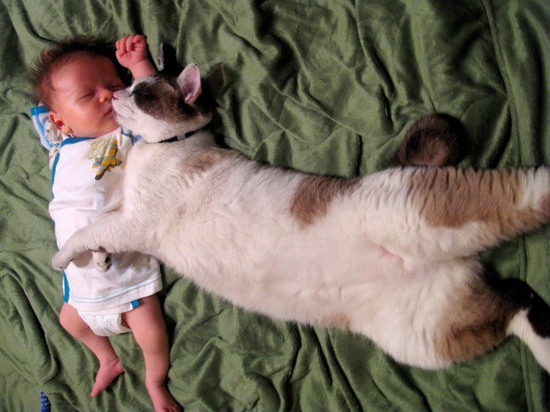 Zusammen schläft es sich am besten, das wissen die Katze und das Baby