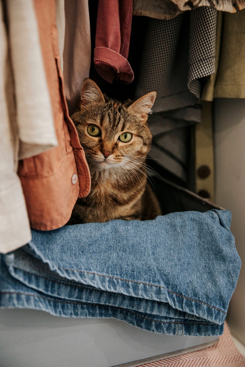 Bei traumatisierten Katzen muss man vorsichtig sein.