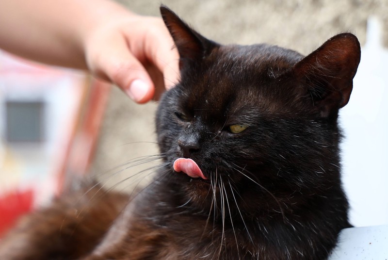 Blinzeln ist ein Teil der sozialen Kommunikation von Katzen.