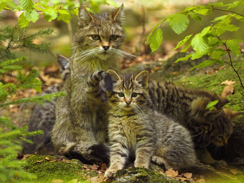 Blinzeln ist ein wichtiger Teil der Entwicklung von Katzen.