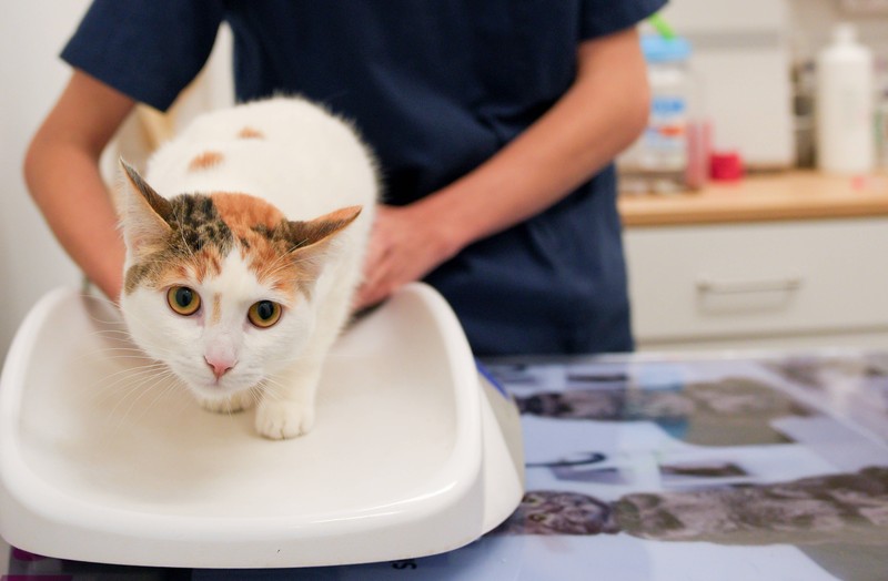Blinzeln kann Katzen auch bei Tierärzt*innen beruhigen.