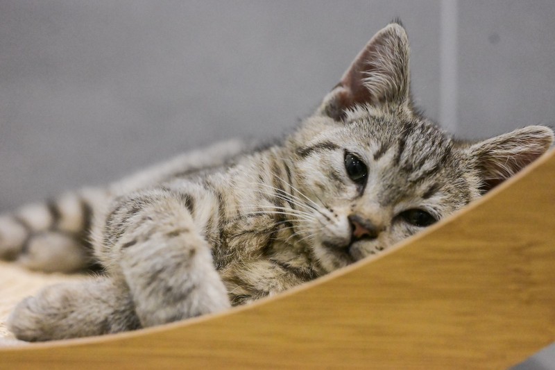 Es gab eine Studie über das Blinzeln bei Katzen.