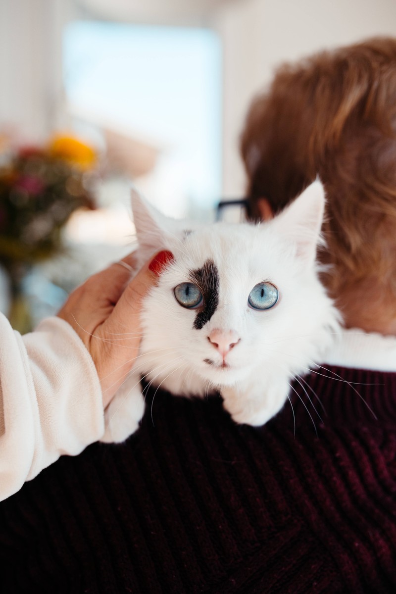 Gemeinsame Rituale stärken die Verbindung mit deiner Katze.