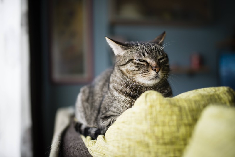 Katzen kommunizieren oft über ihre Augen.