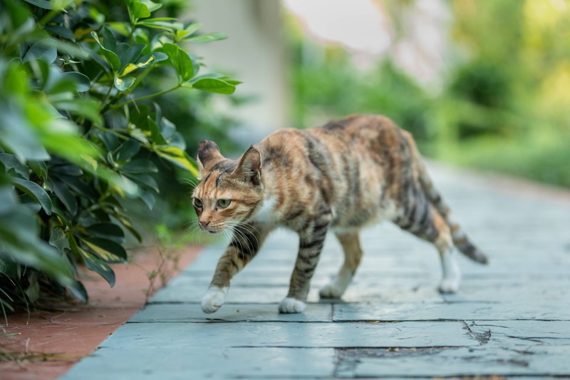 Katzen kommunizieren sehr viel mit ihrem Körper.