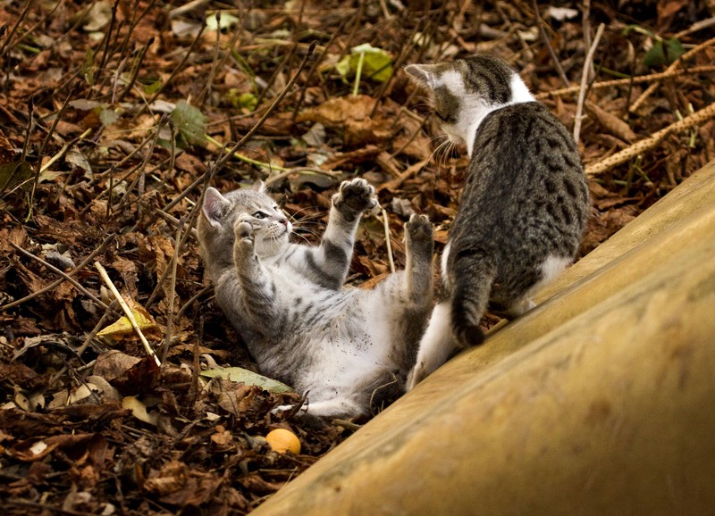 Katzen senden sich auch bei einem Streit unterbewusst Signale.