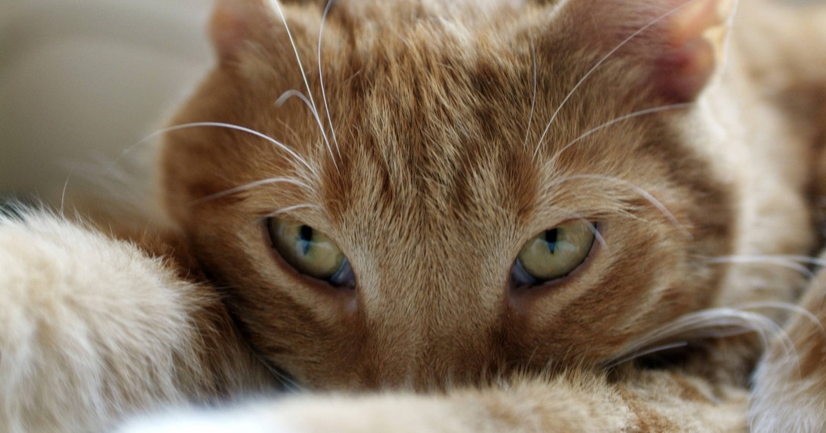Warum solltest du deine Katze öfter anblinzeln?