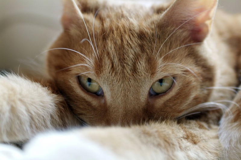 Wie kannst du die Bindung mit deiner Katze aufbauen?