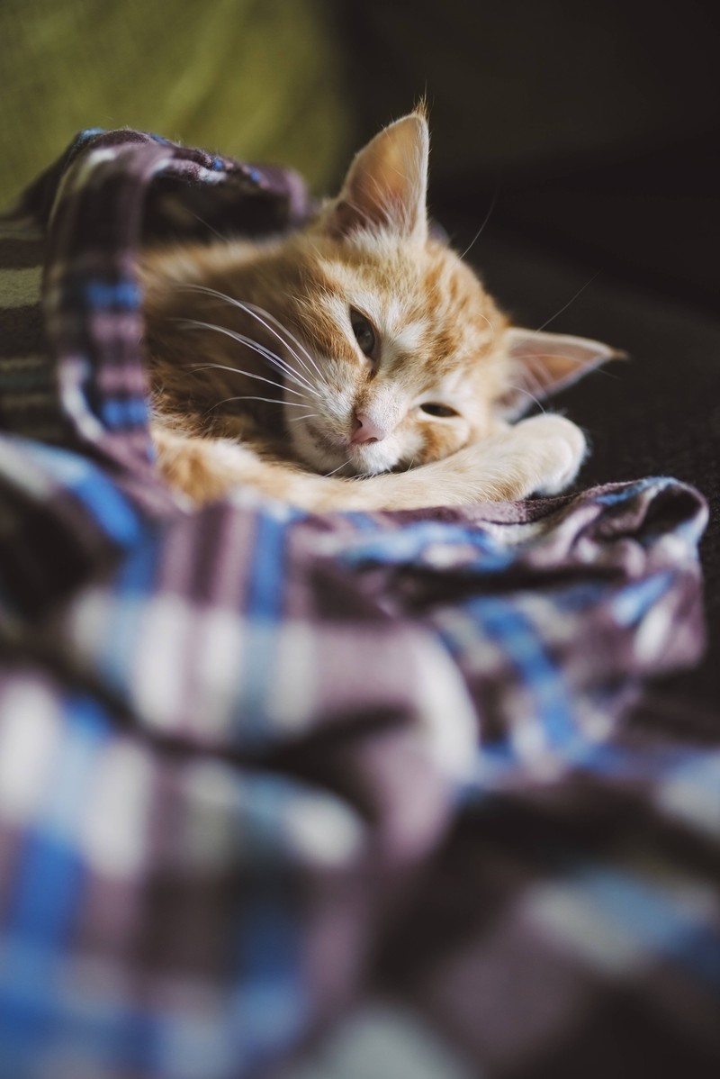 Wieso solltest du deine Katze anblinzeln?