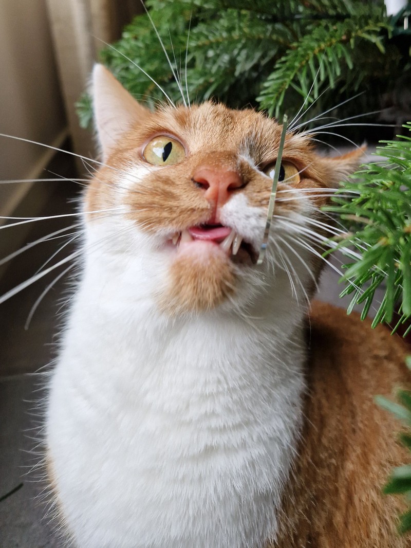 Eine Katze nagt am Weihnachtsbaum