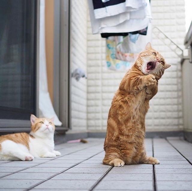 Es sieht fast so aus als würde die Katze singen.