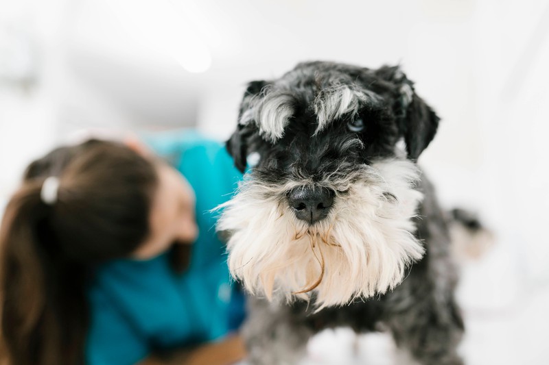 Trauriger Grund Deshalb lässt dieser Hund seinen Napf immer halb voll