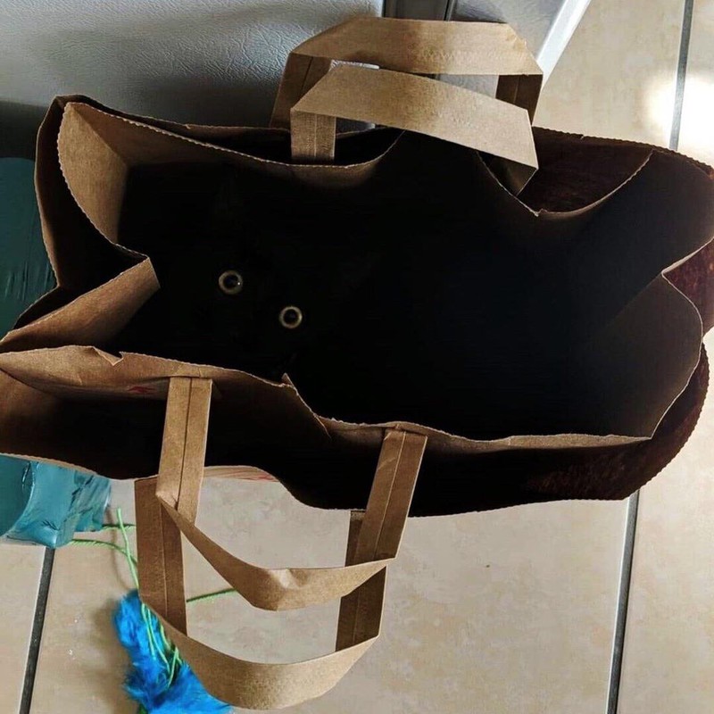 Die Katze blickt aus der Einkaufstasche heraus.