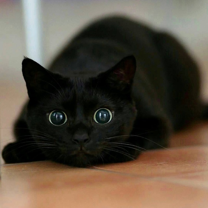 Die schwarze Katze liegt auf dem Boden.