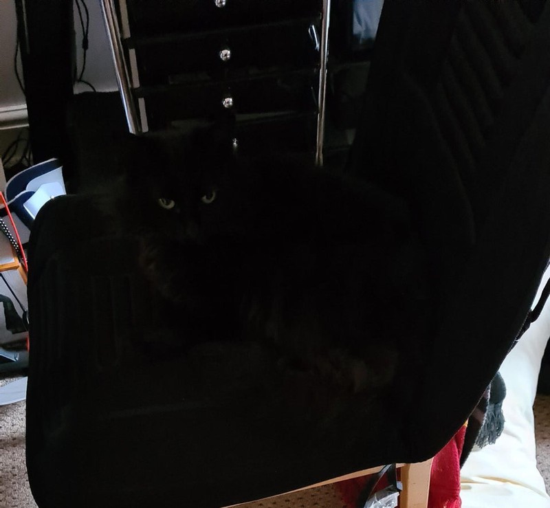 Die schwarze Katze liegt auf dem Schreibtischstuhl.