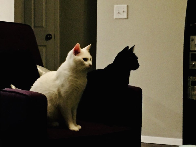 Die schwarze Katze wirkt wie ein Schatten von der weißen.
