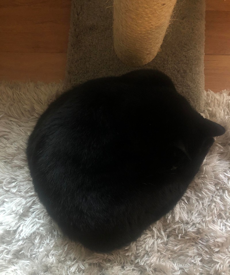 Die schwarze Kugel ist in Wirklichkeit eine Katze.