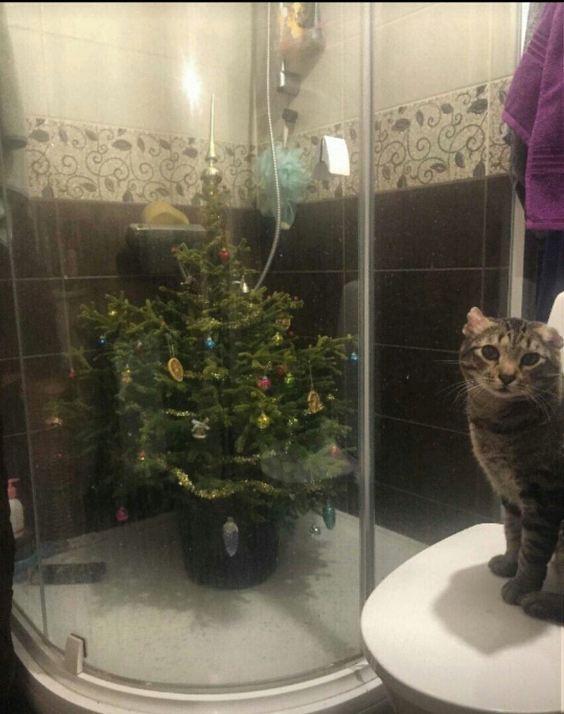 Eine Katze kommt nicht an den Baum heran.