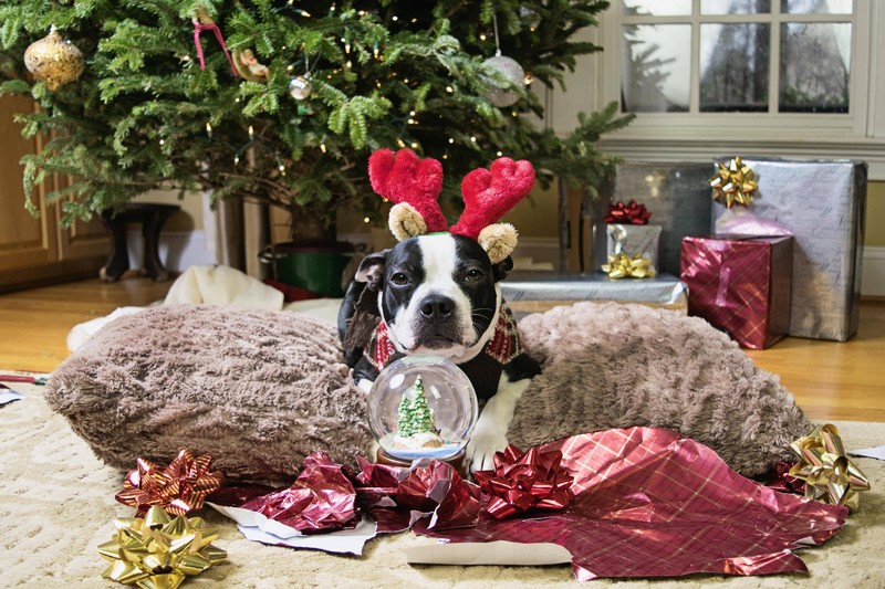 Wie kann man als Haustierbesitzer seinen Weihnachtsbaum beschützen?