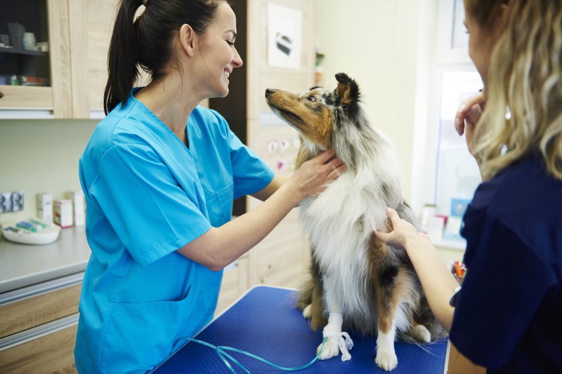 Ein Hund wird beim Tierarzt untersucht