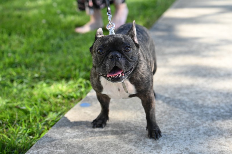Eine Französische Bulldogge ist ziemlich teuer.