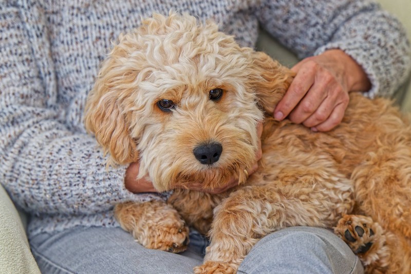 Viele Hundehalter und Hundehalterinnen unterschätzen die Kosten eines Hundes.