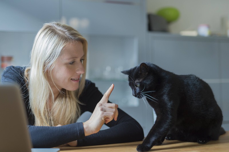 Auch Katzen können Kommandos erlernen, die während des Homeoffice nützlich sein können
