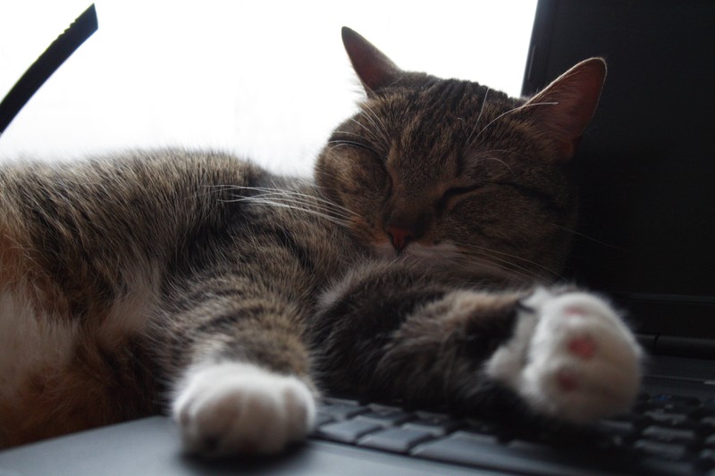 Die Haare deiner Katze können sich in der Tastatur sammeln.